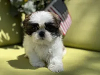 Cupcake, a female Shih Tzu for sale in Troy, MI – 7 of 10