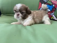 Simba, a male Shih Tzu for sale in Troy, MI – 4 of 7