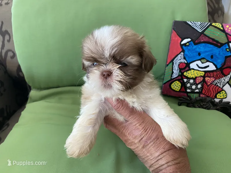 Simba – Shih Tzu puppy for sale in Troy, MI