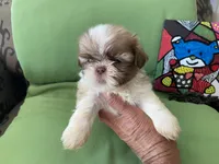 Simba, a male Shih Tzu for sale in Troy, MI – 1 of 7