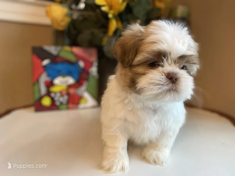 Little Lion 💙🌟