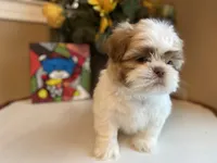 Little Lion 💙🌟, a male Shih Tzu for sale in Troy, MI – Photo 1 of 5