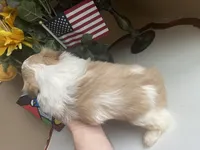 Little Lion 💙🌟, a male Shih Tzu for sale in Troy, MI – Photo 5 of 5