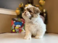 Little Lion 💙🌟, a male Shih Tzu for sale in Troy, MI – Photo 2 of 5