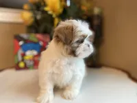 Little Lion 💙🌟, a male Shih Tzu for sale in Troy, MI – Photo 4 of 5