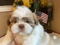 Little Lion 💙🌟, a male Shih Tzu for sale in Troy, MI – Photo 3 of 5