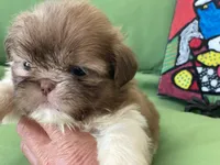 Bella, a female Shih Tzu for sale in Troy, MI – 7 of 10