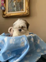 Little Romeo, a male Shih Tzu for sale in Troy, MI – 8 of 10