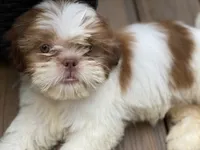 Little Eva, a female Shih Tzu for sale in Troy, MI – 8 of 10