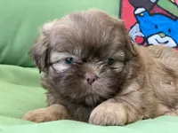 Sasha, a female Shih Tzu for sale in Troy, MI – 5 of 8