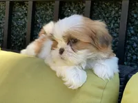 Sasha, a female Shih Tzu for sale in Troy, MI – 7 of 9