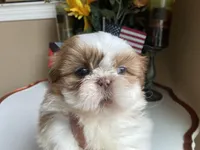 Gucci, a male Shih Tzu for sale in Troy, MI – Photo 6 of 8