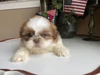 Gucci, a male Shih Tzu for sale in Troy, MI – Photo 3 of 8