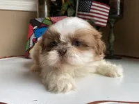 Gucci, a male Shih Tzu for sale in Troy, MI – Photo 2 of 8