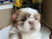 Gucci, a male Shih Tzu for sale in Troy, MI – Photo 4 of 8