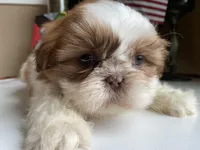 Gucci, a male Shih Tzu for sale in Troy, MI – Photo 7 of 8