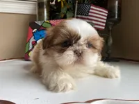 Gucci, a male Shih Tzu for sale in Troy, MI – Photo 5 of 8