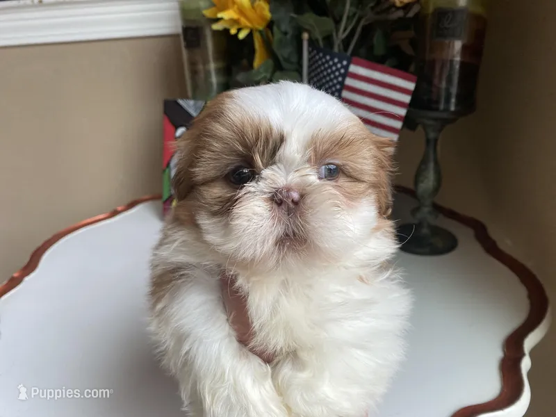 Gucci, a male Shih Tzu for sale in Troy, MI – Photo 1 of 8