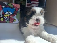 Toby, a male Shih Tzu for sale in Troy, MI – Photo 5 of 8