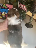 Toby, a male Shih Tzu for sale in Troy, MI – Photo 8 of 8