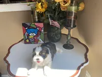 Toby, a male Shih Tzu for sale in Troy, MI – Photo 3 of 8