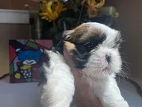 Toby, a male Shih Tzu for sale in Troy, MI – Photo 6 of 8