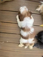 Little Eva, a female Shih Tzu for sale in Troy, MI – 4 of 10