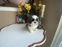 Little Teddy, a male Shih Tzu for sale in Troy, MI – 9 of 10