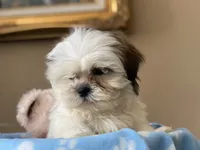 Little Romeo, a male Shih Tzu for sale in Troy, MI – 7 of 10