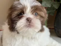 Gucci, a male Shih Tzu for sale in Troy, MI – 9 of 9