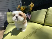 Bruno, a male Shih Tzu for sale in Troy, MI – 8 of 9