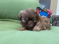 Sasha, a female Shih Tzu for sale in Troy, MI – 3 of 8