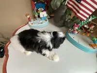 Stunning Luke 💙🌟, a male Shih Tzu for sale in Troy, MI – Photo 8 of 9