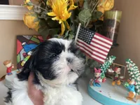 Stunning Luke 💙🌟, a male Shih Tzu for sale in Troy, MI – Photo 1 of 9