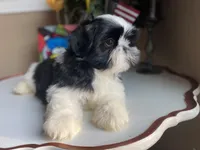 Stunning Luke 💙🌟, a male Shih Tzu for sale in Troy, MI – Photo 5 of 9