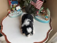 Stunning Luke 💙🌟, a male Shih Tzu for sale in Troy, MI – Photo 9 of 9
