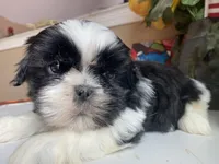Stunning Luke 💙🌟, a male Shih Tzu for sale in Troy, MI – Photo 7 of 9