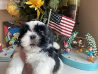 Stunning Luke 💙🌟, a male Shih Tzu for sale in Troy, MI – Photo 4 of 9