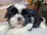 Stunning Luke 💙🌟, a male Shih Tzu for sale in Troy, MI – Photo 6 of 9
