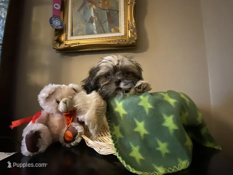 Little Lucky – Shih Tzu puppy for sale in Troy, MI