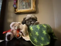 Little Lucky, a male Shih Tzu for sale in Troy, MI – 1 of 10