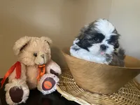 Little Teddy, a male Shih Tzu for sale in Troy, MI – 6 of 10