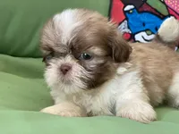Simba, a male Shih Tzu for sale in Troy, MI – 5 of 7