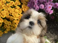 Ace, a male Shih Tzu for sale in Troy, MI – Photo 10 of 10