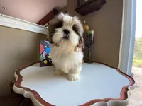 Ace, a male Shih Tzu for sale in Troy, MI – Photo 6 of 10