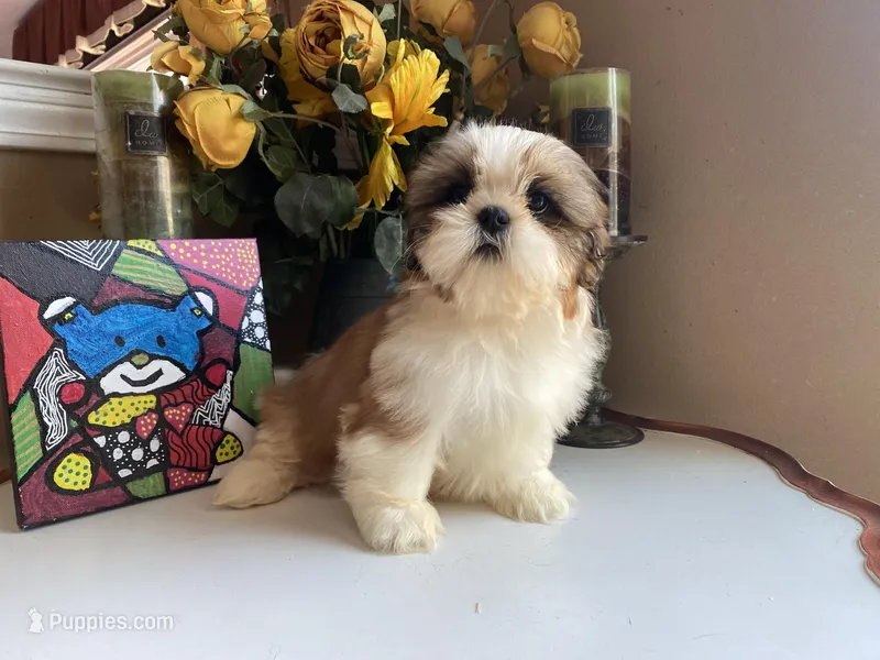 Ace, a male Shih Tzu for sale in Troy, MI – Photo 1 of 10