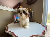 Ace, a male Shih Tzu for sale in Troy, MI – Photo 9 of 10