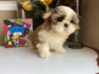 Ace, a male Shih Tzu for sale in Troy, MI – Photo 2 of 10