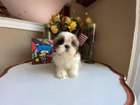 Ace, a male Shih Tzu for sale in Troy, MI – Photo 3 of 10