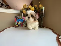 Ace, a male Shih Tzu for sale in Troy, MI – Photo 8 of 10